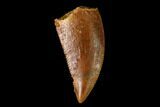 Serrated, Raptor Tooth - Real Dinosaur Tooth #152466-1